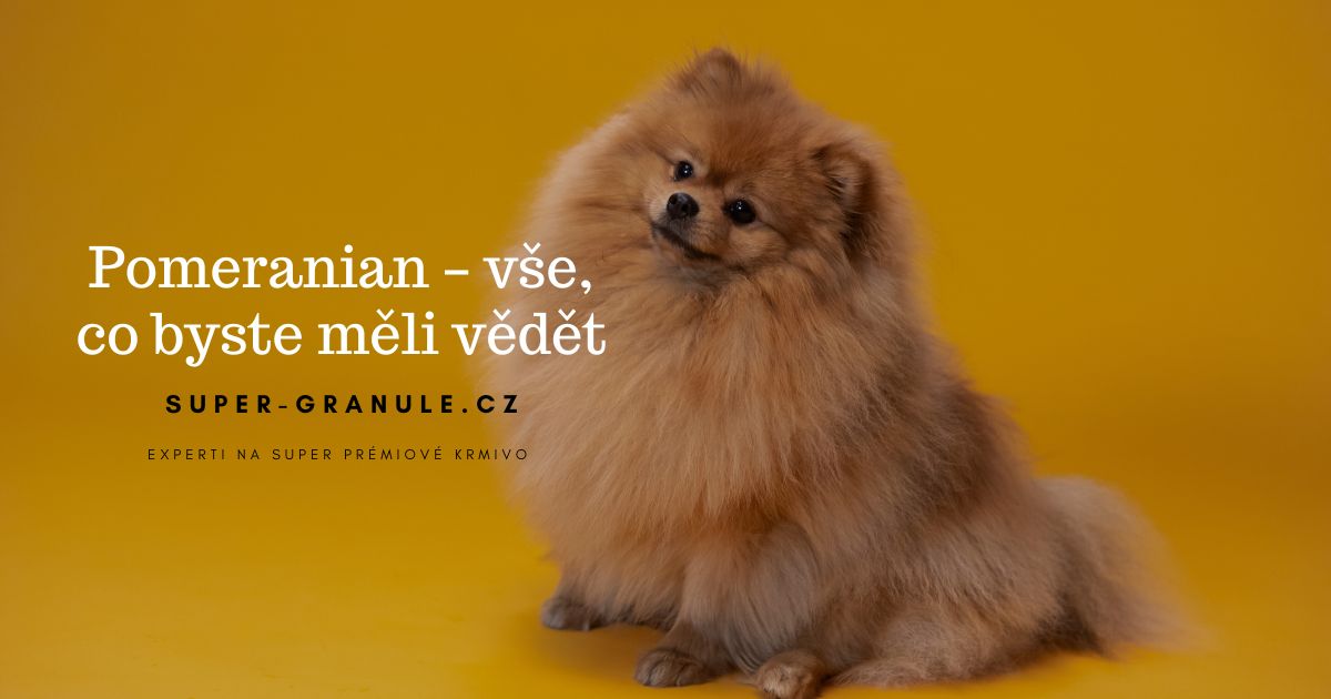 pomeranian (1)